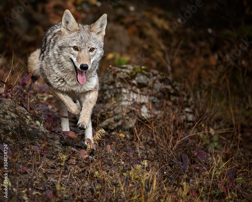 Canvastavla Coyote in Fall colors in Montana, USA