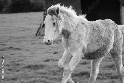 Young horse running