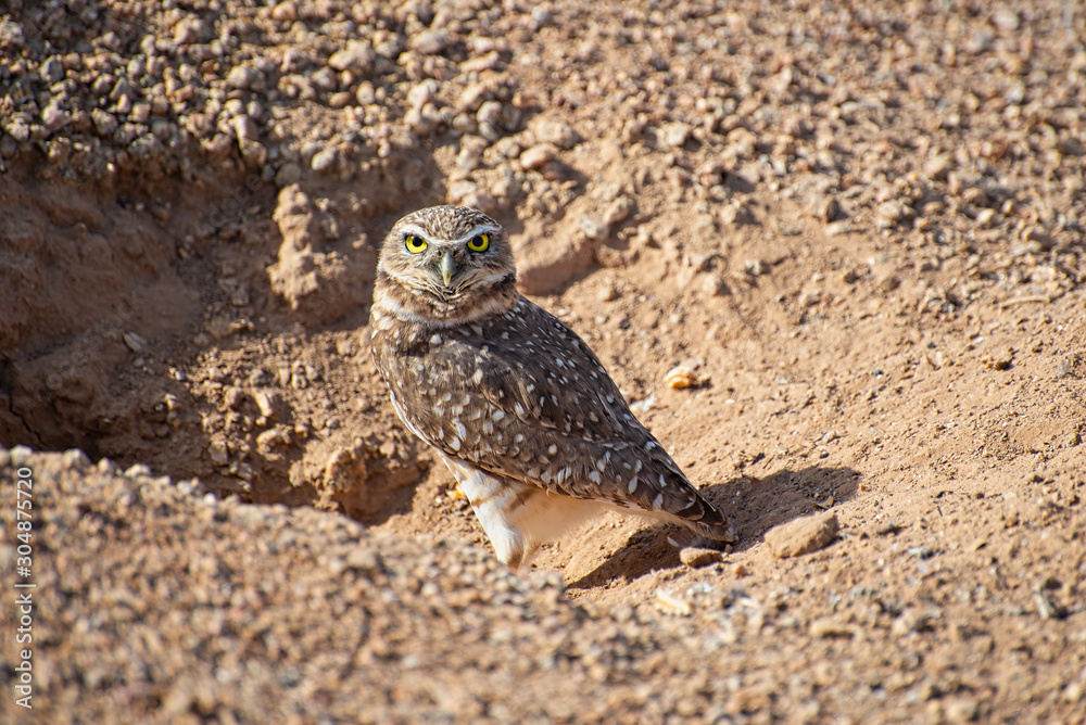 Burrowing Owl Burrowing Owl