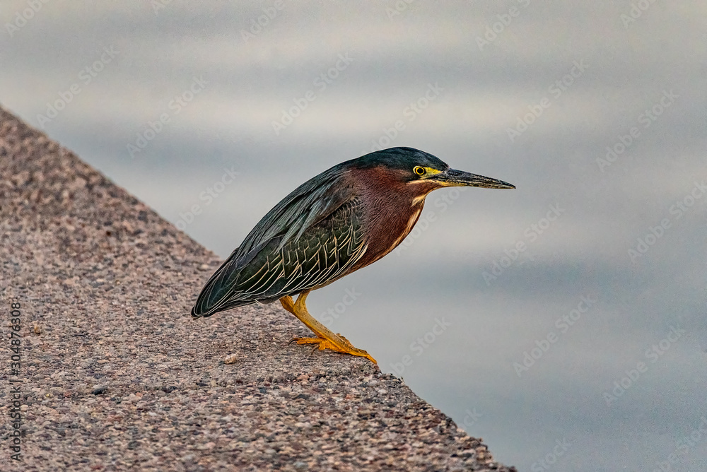 Fototapeta premium Green Heron