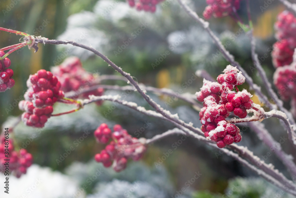 frosty red berry on the bushes. winter gardening nature. closeup frosty red berry on the bushes. winter gardening nature. closeup