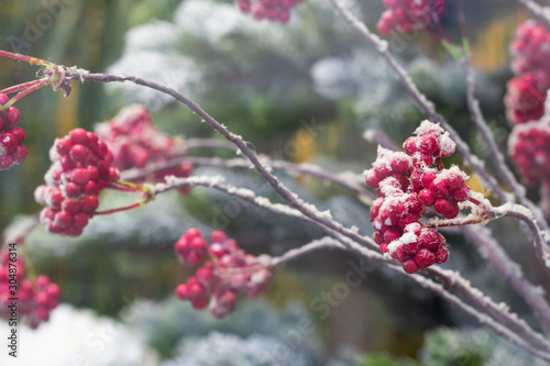 frosty red berry on the bushes. winter gardening nature. closeup