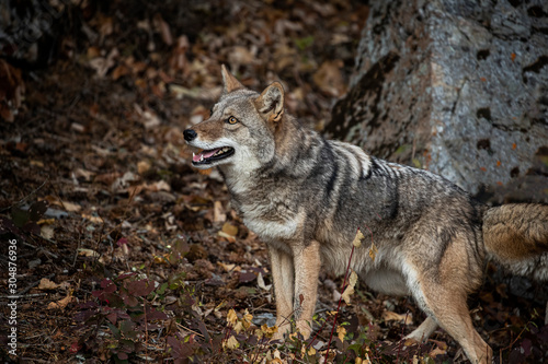 Fotografie, Tablou Coyote in Fall colors in Montana, USA