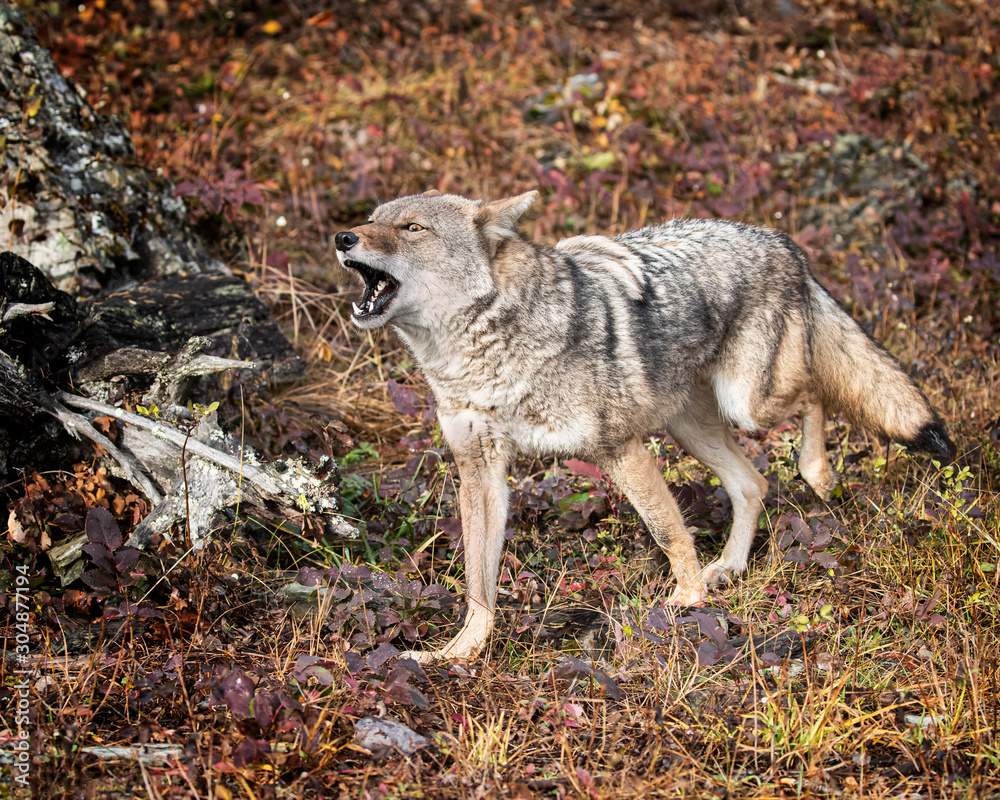 Fototapeta premium Coyote in Fall colors in Montana, USA