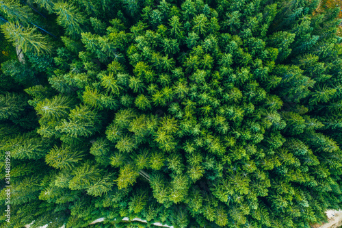 Aerial view of green forest. Captured from above with a drone