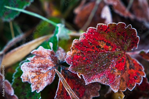 Japanese garden in a frosty morning