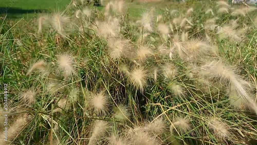 Closeup of beautiful ornamental grass blowing in nature. 120fps. Closeup of beautiful ornamental grass blowing in nature. 120fps.