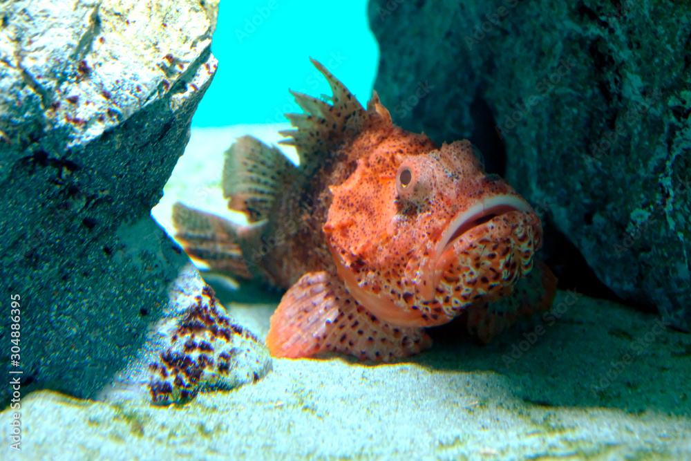 海底の岩の間に潜むウェスタン レッド スコーピオンコッド Stock 写真 Adobe Stock