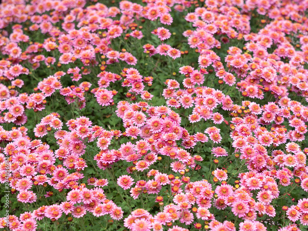 Fototapeta premium ピンクの小菊
