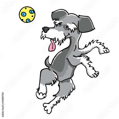 Schnauzer dog jumps to catch his ball