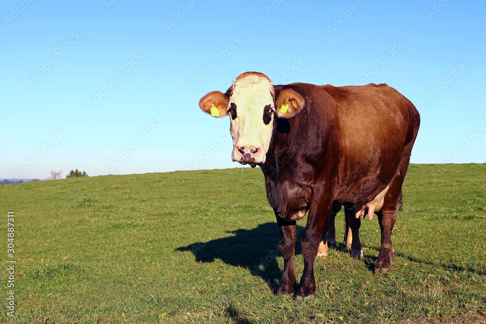 Eine Kuh mit lustigem schwarzen Augenflecken im Abendlicht auf einer Weide