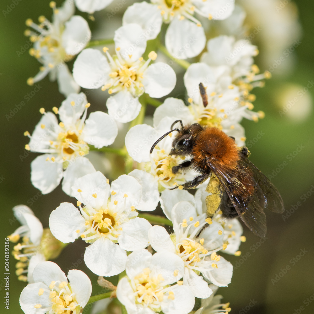 Andrena milwaukeensis, Milwaukee mining bee visiting chokecherry (Prunus virginiana)