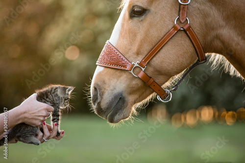 horse and kitten friends