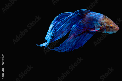 the Photo of Beautiful moving moment of siam blue Betta fish in Thailand on Black Background.