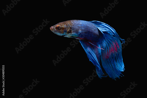 the Photo of Beautiful moving moment  of siam blue  Betta fish in Thailand on Black Background. © Bonn