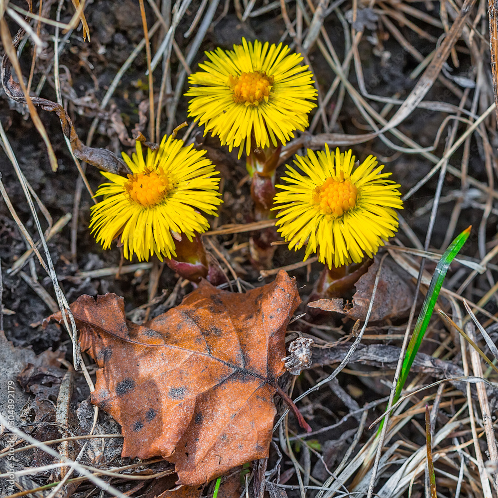 The plant Mother-and-stepmother (lat. Tussilago farfara) The plant Mother-and-stepmother (lat. Tussilago farfara)