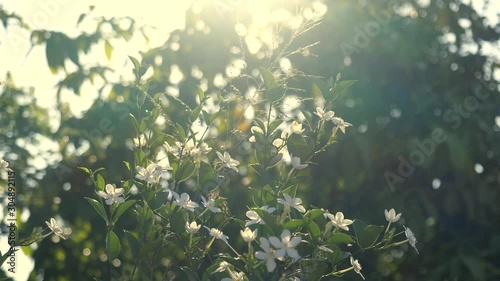White gardenia flower in nature with sunbeam and sun flare