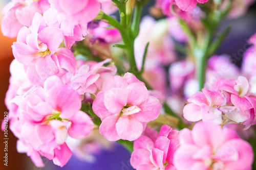pink flowers in the garden © Eduardo