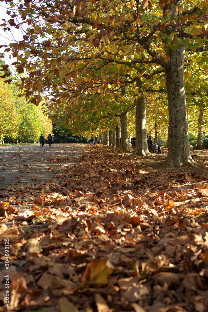 プラタナス並木の秋風景