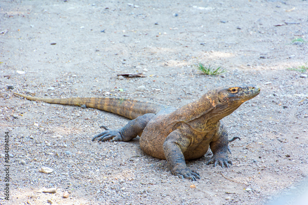 Komodo dragon giant lizard komodo monitor in the sand in surabaya zoo indonesia