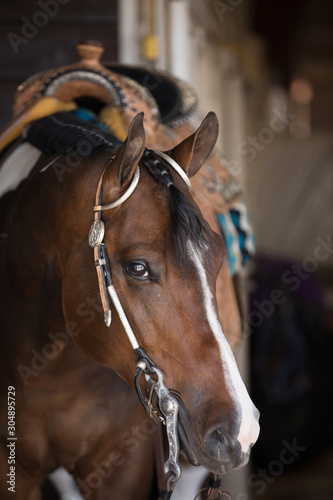 Obraz na plátně Western Paint Horse Portrait