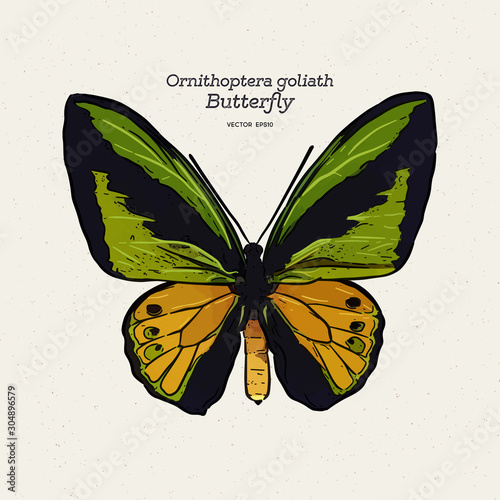 Ornithoptera goliath butterfly, hand draw sketch vector.