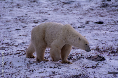 a polar bear walks across frozen tundra near dusk