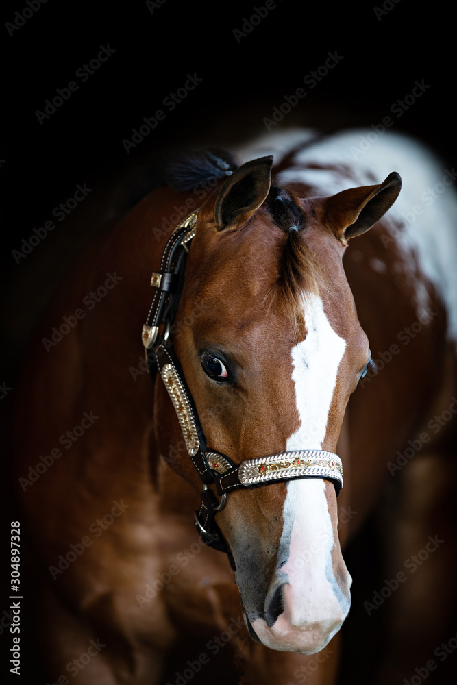 Weanling stalion Weanling stalion