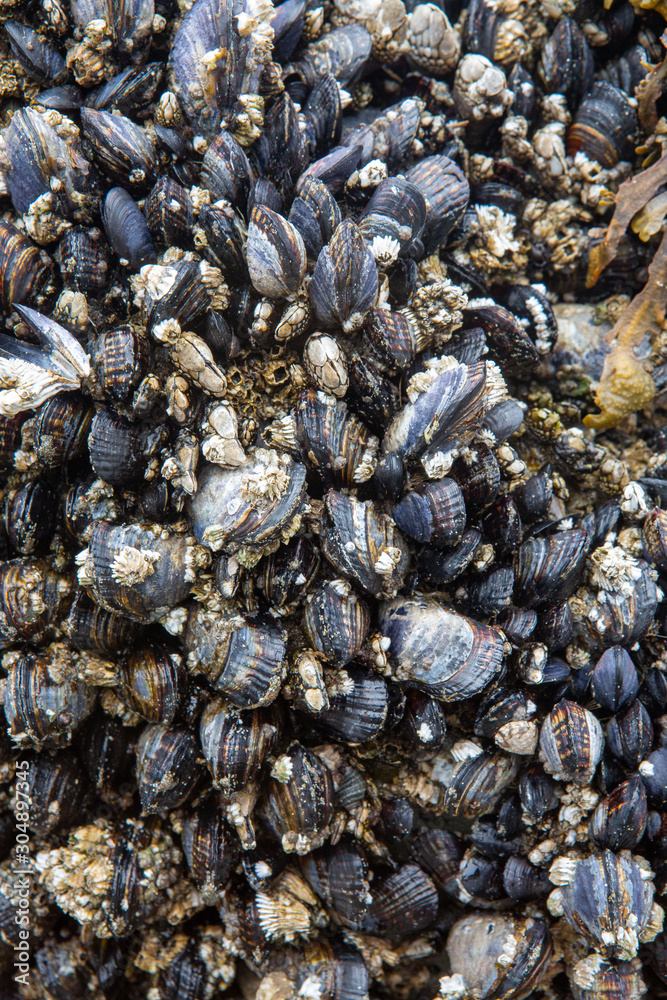 Shell textured background. Collage of mussels on a rock. Shell textured background. Collage of mussels on a rock.