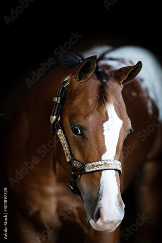 Weanling stalion