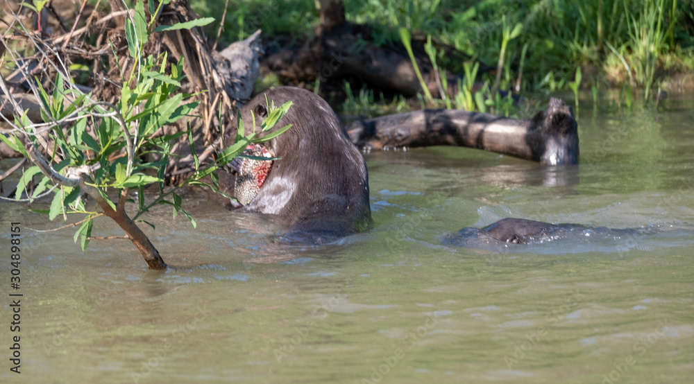 Fototapeta premium River otters eating fish
