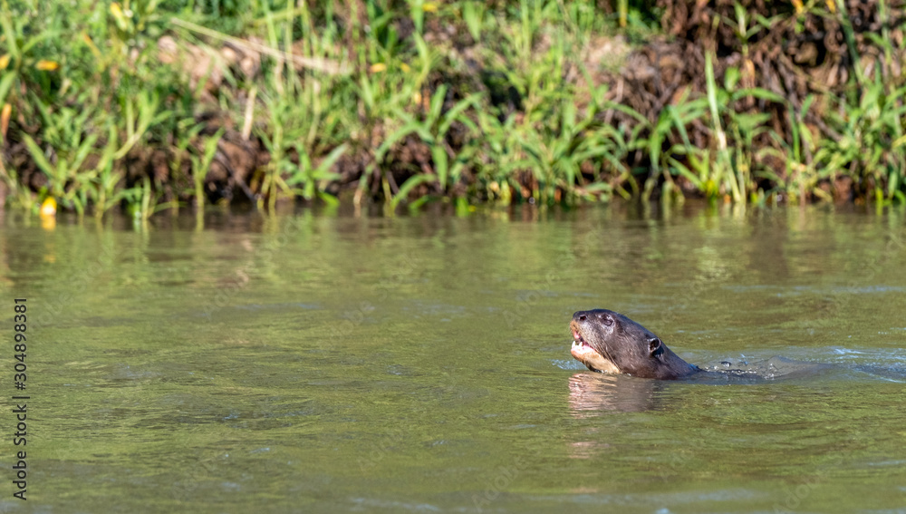 Fototapeta premium River otter swimming to left
