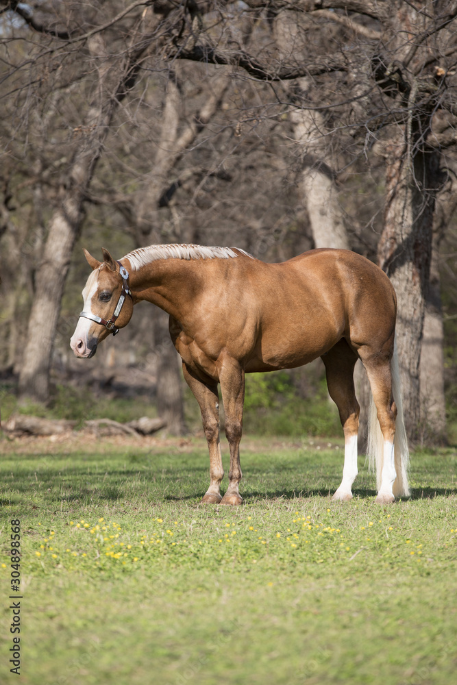 Obraz premium palomino horse conformatiion