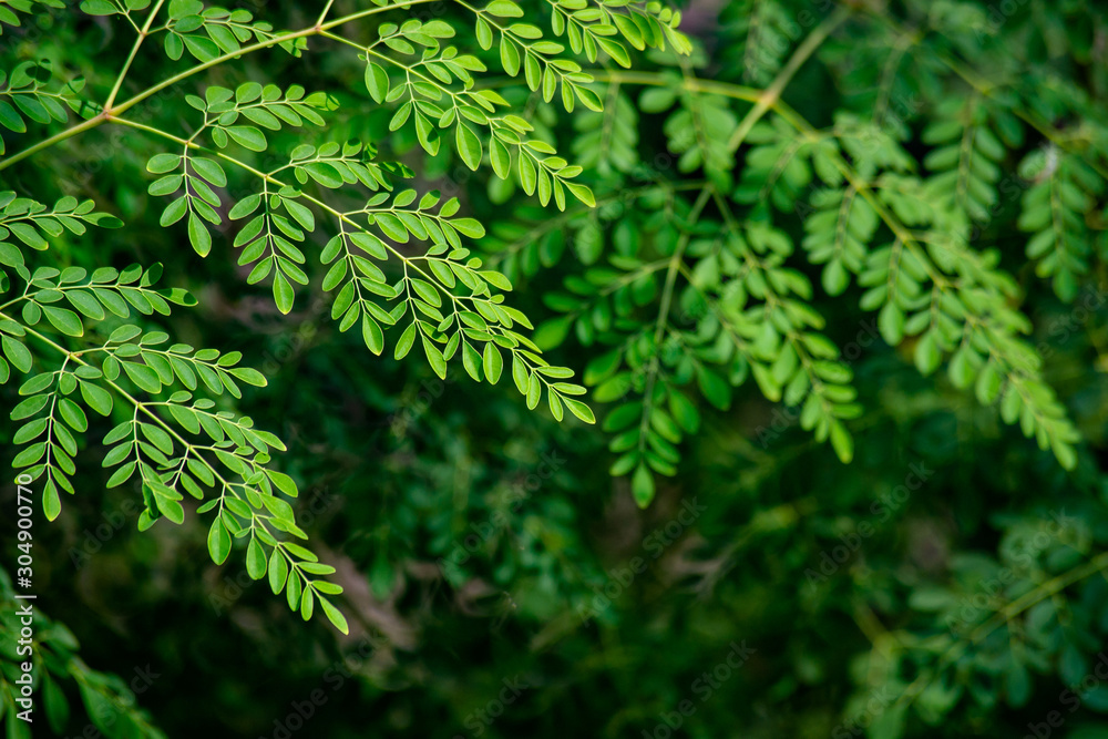 Moringa leafs background Moringa leafs background