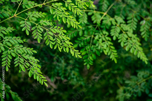 Moringa leafs background