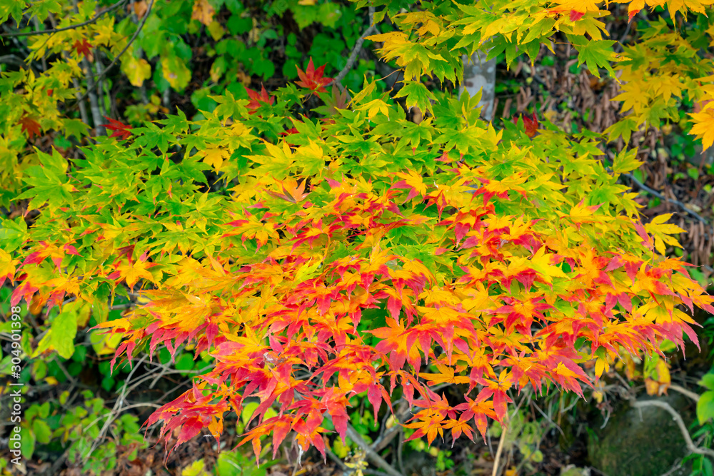 Colorful autumn leaves along Towada lake.