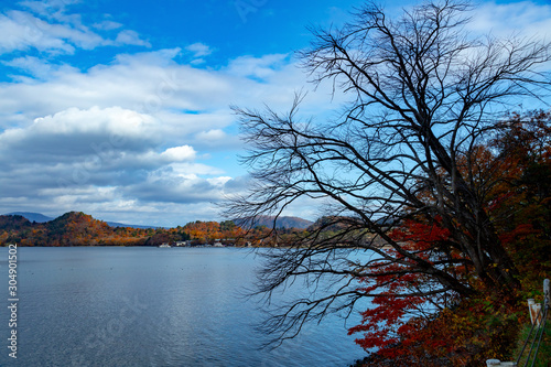Colorful autumn leaves along Towada lake.