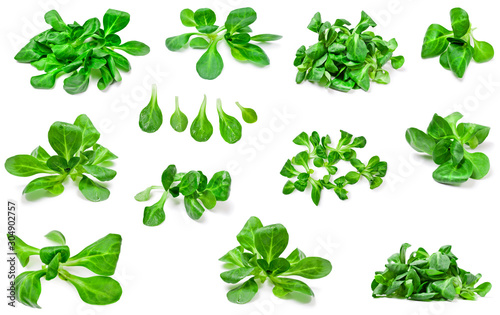 Collection of fresh green corn salad plants isolated on a white background.