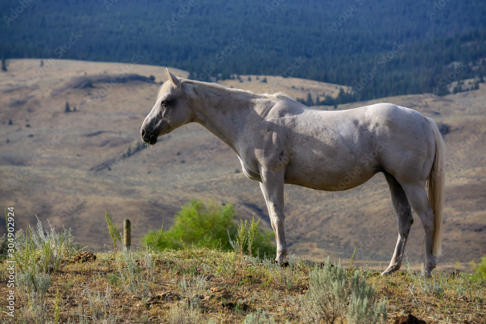 Beautiful White Horse standing in a Farm Field during a sunny summer day. Taken near Kamloops, Interior British Columbia, Canada. Beautiful White Horse standing in a Farm Field during a sunny summer day. Taken near Kamloops, Interior British Columbia, Canada.