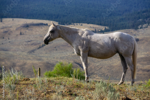 Beautiful White Horse standing in a Farm Field during a sunny summer day. Taken near Kamloops, Interior British Columbia, Canada.