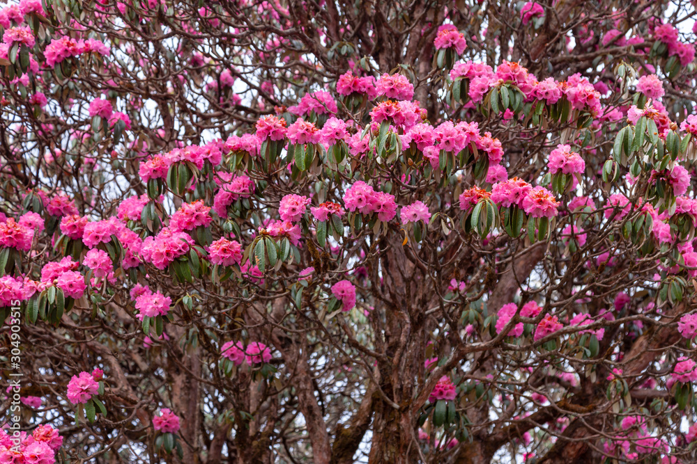 Beautiful rhododendrons in Himalayas. Beautiful rhododendrons in Himalayas.