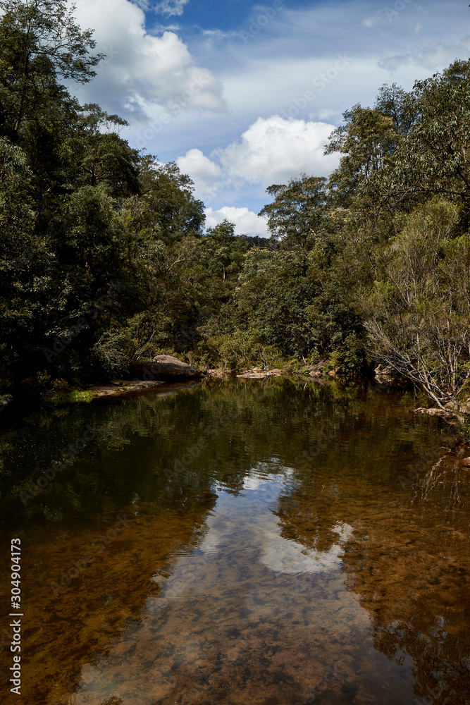Forest scenes at Springwood, The Blue Mountains Forest scenes at Springwood, The Blue Mountains