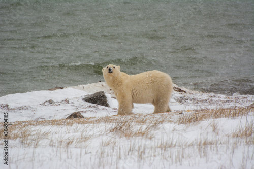 polar bear down by the hudson bay with waves in the background