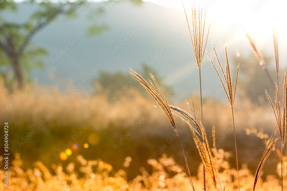 Morning sunlight spreading Orange hue through grasses Morning sunlight spreading Orange hue through grasses