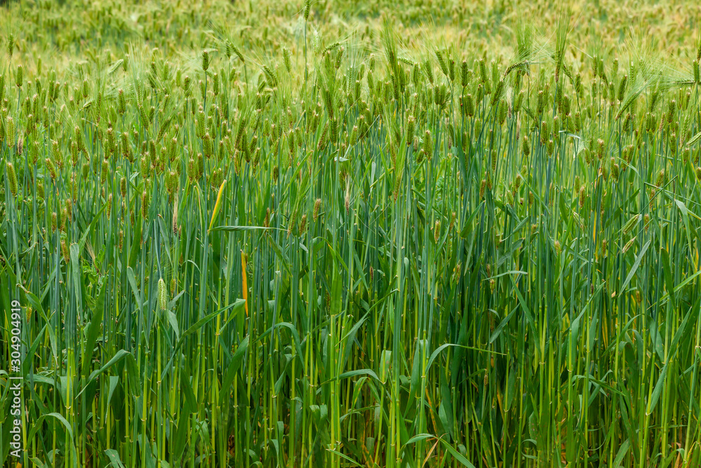 Close up of a barley field. Close up of a barley field.