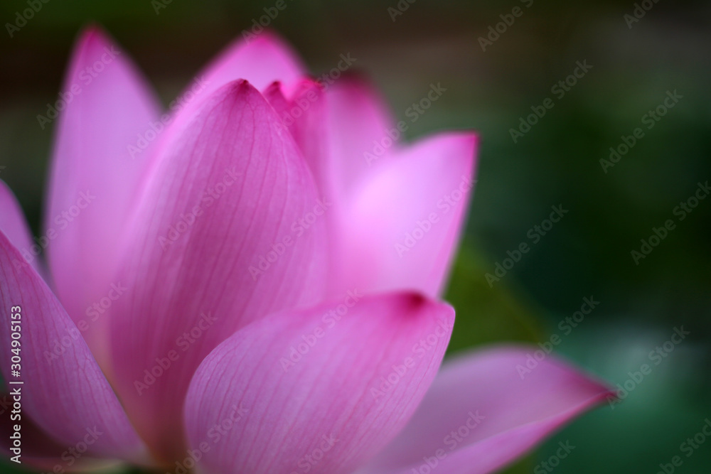 Close-up shot of a beautiful pink lotus