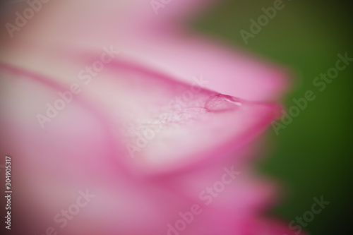 Close-up shot of beautiful dew on red lotus flower