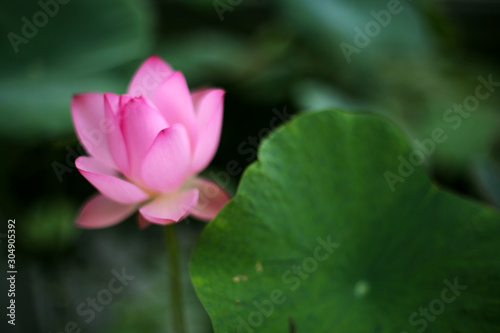 A beautiful pink lotus in the pond