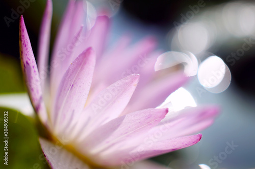 Beautiful view of pink lotus blooming in the pond in the early morning  the background is flickering light dots bokeh