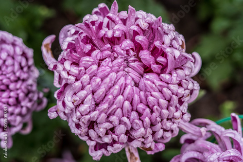  Daisy chrysanthemum 2019 Chrysanthemum Exhibition, Lin Guantun, Taipei, Taiwan